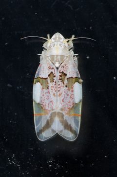 Hymetta trifasciata by (c) Justin Williams, some rights reserved (CC BY), uploaded by Justin Williams. Used under a CC-BY license.