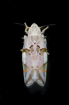 Hymetta trifasciata by (c) Justin Williams, some rights reserved (CC BY), uploaded by Justin Williams. Used under a CC-BY license.