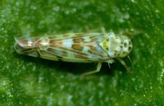 Typhlocybinae by (c) Steve Kerr, some rights reserved (CC BY), uploaded by Steve Kerr. Used under a CC-BY license.