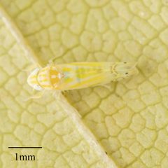 Typhlocybinae by no rights reserved, uploaded by Jesse Rorabaugh. Used under a CC0 license.