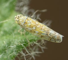 Eupteryx decemnotata by no rights reserved, uploaded by Jesse Rorabaugh. Used under a CC0 license.