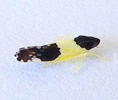 Henribautia nigricephala by (c) jimeckert49, some rights reserved (CC BY). Used under a CC-BY license.