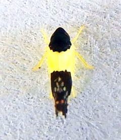 Henribautia nigricephala by (c) jimeckert49, some rights reserved (CC BY). Used under a CC-BY license.