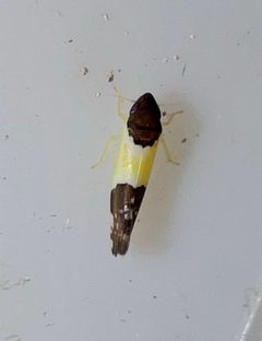 Henribautia nigricephala by (c) Joshua Ebright, some rights reserved (CC BY), uploaded by Joshua Ebright. Used under a CC-BY license.