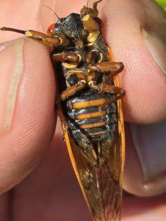 Magicicada tredecula by (c) Rebecca Gimenez Husted, some rights reserved (CC BY), uploaded by Rebecca Gimenez Husted. Used under a CC-BY license.