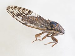Pacarina puella by (c) Rosario, some rights reserved (CC BY), uploaded by Rosario. Used under a CC-BY license.