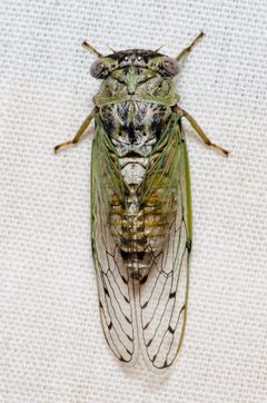 Pacarina puella by (c) Justin Williams, some rights reserved (CC BY), uploaded by Justin Williams. Used under a CC-BY license.