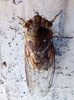 Quesada gigas by (c) Henrry, some rights reserved (CC BY), uploaded by Henrry. Used under a CC-BY license.