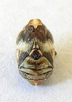 Clastoptera arizonana by (c) jimeckert49, some rights reserved (CC BY). Used under a CC-BY license.