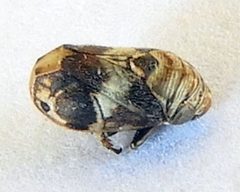 Clastoptera arizonana by (c) jimeckert49, some rights reserved (CC BY). Used under a CC-BY license.