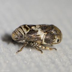 Clastoptera arizonana by (c) Ken-ichi Ueda, some rights reserved (CC BY), uploaded by Ken-ichi Ueda. Used under a CC-BY license.
