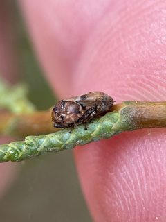 Clastoptera mineralis by no rights reserved, uploaded by Emily Langdon-Lassagne. Used under a CC0 license.