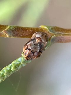 Clastoptera mineralis by no rights reserved, uploaded by Emily Langdon-Lassagne. Used under a CC0 license.