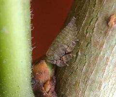 Hebetica sylviae by (c) James Kindt, some rights reserved (CC BY), uploaded by James Kindt. Used under a CC-BY license.