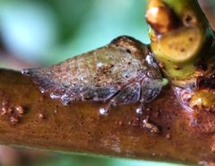 Hebetica sylviae by (c) James Kindt, some rights reserved (CC BY), uploaded by James Kindt. Used under a CC-BY license.