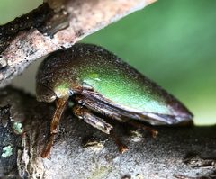 Hebetica sylviae by (c) James Kindt, some rights reserved (CC BY), uploaded by James Kindt. Used under a CC-BY license.