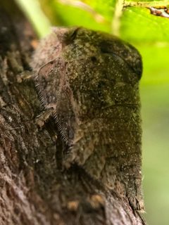 Hebetica sylviae by (c) James Kindt, some rights reserved (CC BY), uploaded by James Kindt. Used under a CC-BY license.