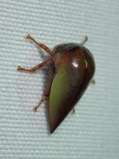Hebetica sylviae by (c) John P Friel, some rights reserved (CC BY), uploaded by John P Friel. Used under a CC-BY license.
