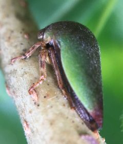Hebetica sylviae by (c) James Kindt, some rights reserved (CC BY), uploaded by James Kindt. Used under a CC-BY license.