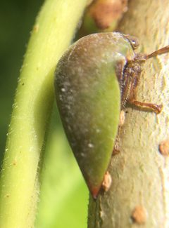 Hebetica sylviae by (c) James Kindt, some rights reserved (CC BY), uploaded by James Kindt. Used under a CC-BY license.
