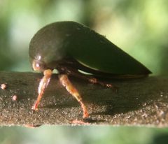 Hebetica sylviae by (c) James Kindt, some rights reserved (CC BY), uploaded by James Kindt. Used under a CC-BY license.