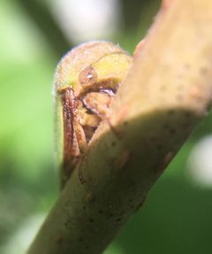 Hebetica sylviae by (c) James Kindt, some rights reserved (CC BY), uploaded by James Kindt. Used under a CC-BY license.