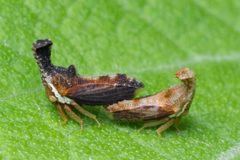 Hypsoprora by (c) Gustavo Masuzzo, some rights reserved (CC BY), uploaded by Gustavo Masuzzo. Used under a CC-BY license.