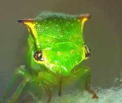 Stictocephala militaris by no rights reserved, uploaded by Ken Kneidel. Used under a CC0 license.