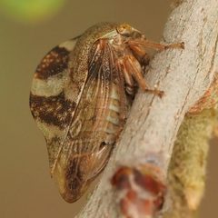 Cyrtolobus tuberosus by no rights reserved, uploaded by Adam Kranz. Used under a CC0 license.