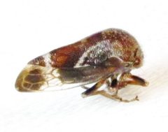 Ophiderma salamandra by no rights reserved, uploaded by Ken Kneidel. Used under a CC0 license.