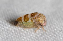 Xantholobus arenatus by (c) Justin Williams, some rights reserved (CC BY), uploaded by Justin Williams. Used under a CC-BY license.