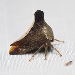 Glossonotus by (c) Ken-ichi Ueda, some rights reserved (CC BY), uploaded by Ken-ichi Ueda. Used under a CC-BY license.