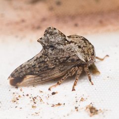 Heliria clitella by (c) Ken-ichi Ueda, some rights reserved (CC BY), uploaded by Ken-ichi Ueda. Used under a CC-BY license.