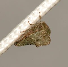 Heliria cornutula by (c) Laura Gaudette, some rights reserved (CC BY), uploaded by Laura Gaudette. Used under a CC-BY license.