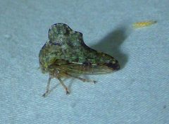 Heliria cornutula by no rights reserved, uploaded by kcthetc1. Used under a CC0 license.