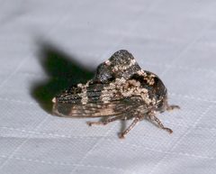 Heliria sinuata by (c) Laura Gaudette, some rights reserved (CC BY), uploaded by Laura Gaudette. Used under a CC-BY license.