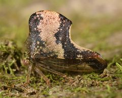 Telamona tristis by (c) skitterbug, some rights reserved (CC BY), uploaded by skitterbug. Used under a CC-BY license.