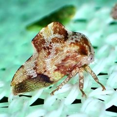 Telamonanthe pulchella by (c) Sue Carnahan, some rights reserved (CC BY), uploaded by Sue Carnahan. Used under a CC-BY license.