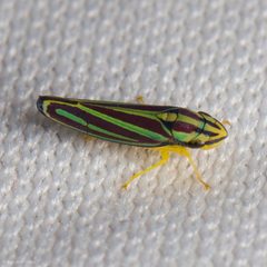 Graphocephala by (c) Ken-ichi Ueda, some rights reserved (CC BY), uploaded by Ken-ichi Ueda. Used under a CC-BY license.