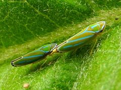 Graphocephala by (c) Francisco Farriols Sarabia, some rights reserved (CC BY), uploaded by Francisco Farriols Sarabia. Used under a CC-BY license.
