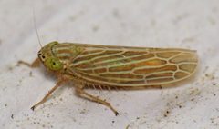 Graminella fitchii by (c) Nick Block, some rights reserved (CC BY), uploaded by Nick Block. Used under a CC-BY license.