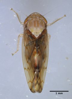 Eutettix subaeneus by (c) Don Loarie, some rights reserved (CC BY). Used under a CC-BY license.