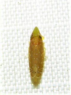 Scaphytopius argutus by (c) Annika Lindqvist, some rights reserved (CC BY), uploaded by Annika Lindqvist. Used under a CC-BY license.