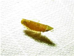 Scaphytopius argutus by (c) Annika Lindqvist, some rights reserved (CC BY), uploaded by Annika Lindqvist. Used under a CC-BY license.