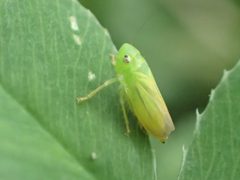 Neocoelidia tumidifrons by no rights reserved, uploaded by Yann Kemper. Used under a CC0 license.