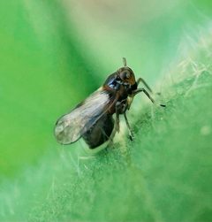 Pissonotus binotatus by (c) Scott Morris, some rights reserved (CC BY), uploaded by Scott Morris. Used under a CC-BY license.