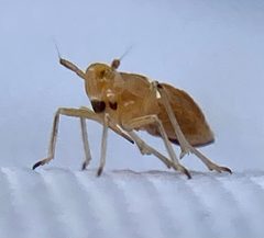 Pissonotus binotatus by (c) River Ahlquist, some rights reserved (CC BY), uploaded by River Ahlquist. Used under a CC-BY license.