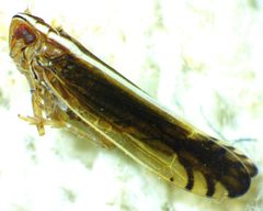 Stenocranus vittatus by no rights reserved, uploaded by Ken Kneidel. Used under a CC0 license.