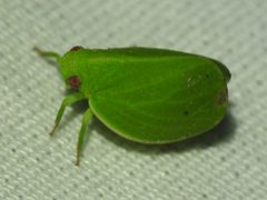 Acanalonia planata by (c) Sam Kieschnick, some rights reserved (CC BY), uploaded by Sam Kieschnick. Used under a CC-BY license.