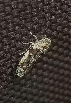 Achilidae by (c) Ana Ka'ahanui, some rights reserved (CC BY), uploaded by Ana Ka'ahanui. Used under a CC-BY license.